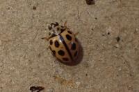 Tytthaspis sedecimpunctata