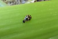 Propylea quatuordecimpunctata