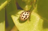 Tytthaspis sedecimpunctata