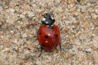 Coccinella septempunctata