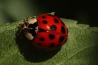 Harmonia axyridis
