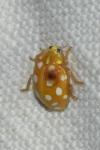 Halyzia sedecimguttata