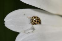 Tytthaspis sedecimpunctata