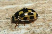 Propylea quatuordecimpunctata