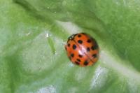 Harmonia axyridis