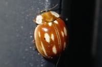 Myzia oblongoguttata