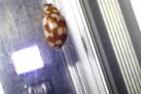 Myrrha octodecimguttata