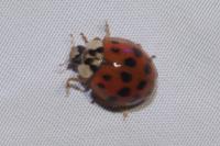 Harmonia axyridis