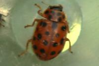 Anisosticta novemdecimpunctata
