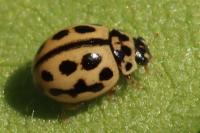 Tytthaspis sedecimpunctata
