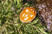 Myzia oblongoguttata