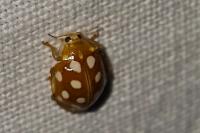 Halyzia sedecimguttata