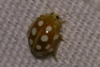 Halyzia sedecimguttata