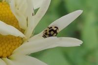 Propylea quatuordecimpunctata