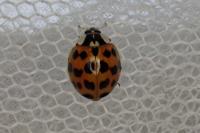 Harmonia axyridis