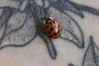 Harmonia axyridis
