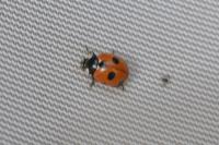 Coccinella magnifica