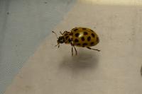 Psyllobora vigintiduopunctata