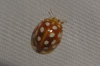 Halyzia sedecimguttata