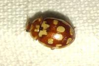 Myrrha octodecimguttata