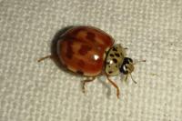Harmonia quadripunctata
