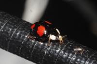 Harmonia axyridis