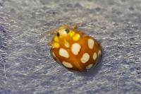 Halyzia sedecimguttata