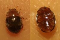 Rhyzobius lophanthae