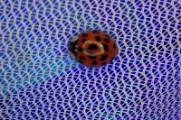 Harmonia axyridis