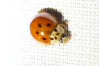 Harmonia axyridis