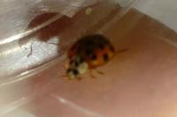 Harmonia axyridis