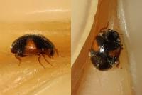 Scymnus interruptus