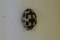 Propylea quatuordecimpunctata
