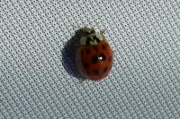 Harmonia axyridis