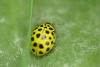 Psyllobora vigintiduopunctata