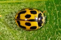 Propylea quatuordecimpunctata