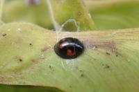 Exochomus quadripustulatus