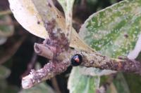 Chilocorus renipustulatus