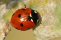 Coccinella septempunctata