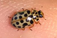 Anisosticta novemdecimpunctata