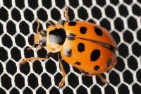 Hippodamia tredecimpunctata