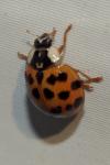 Harmonia axyridis