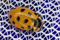 Hippodamia tredecimpunctata