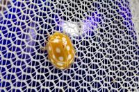 Halyzia sedecimguttata