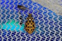 Anisosticta novemdecimpunctata