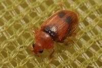 Coccidula scutellata
