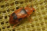 Coccidula scutellata