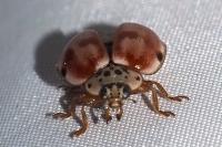 Harmonia quadripunctata