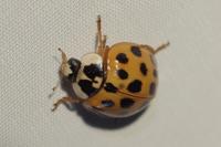 Harmonia axyridis