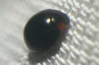 Parexochomus nigromaculatus